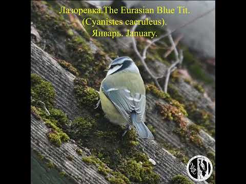 Видео: #Shorts. Лазоревка.The Eurasian Blue Tit. (Cyanistes caeruleus).Январь. January.