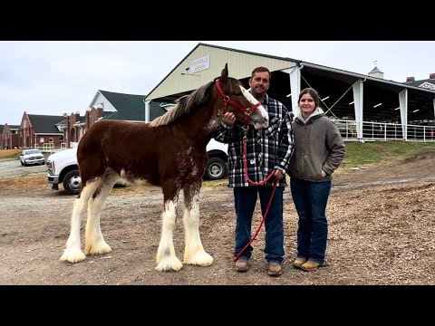 Видео: Поиски НАЧИНАЮТСЯ!!! Знакомимся с Клейдесдалями на распродаже тяжеловозных лошадей!