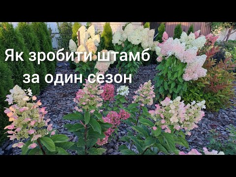 Видео: Як зробити гортензію на штамбі за один сезон ☝️Все просто та швидко 😲