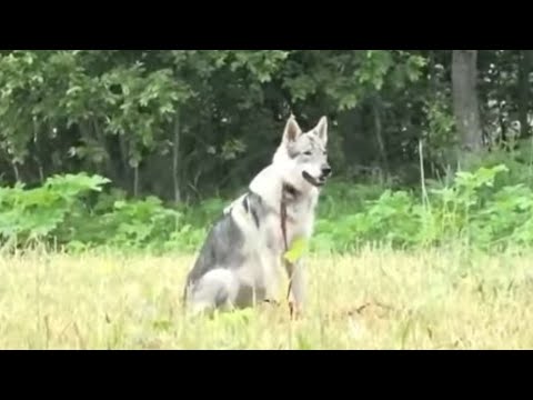 Видео: Догтренинг 529. Мечты сбываются - уникальный влчак