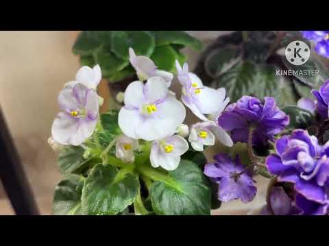 Видео: Цветущие мини-фиалки в октябре 2025.
