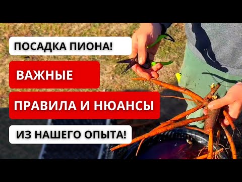 Видео: ❗️ КАК ПОСАДИТЬ ПИОНЫ ОСЕНЬЮ! Наш проверенный опыт: как правильно подготовить корни и посадить пион!
