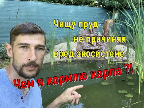 Видео: Чищу пруд не причиняя вред экосистеме. Чем я кормлю карпа