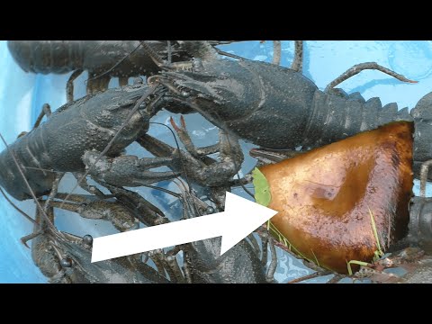 Видео: Ловлю раков на жаренную свиную шкурку. Ловля раков на китайскую раколовку#Подводное видео