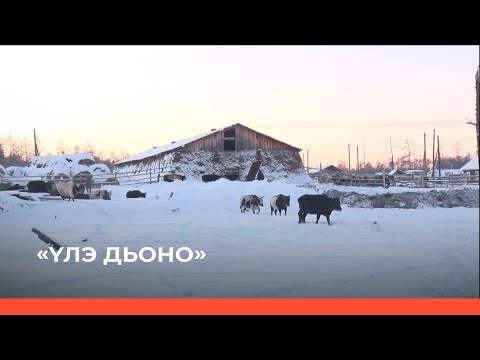 Видео: «Үлэ дьоно» биэриигэ: саха ынаҕын иитэр «Кылыс» хаһаайыстыба (22.11.21)