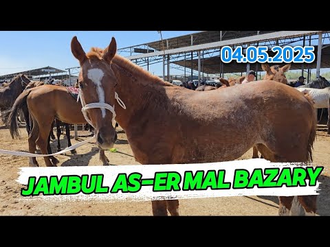 Видео: ЖЫЛҚЫ БАҒАСЫ / ЖАМБЫЛ АС-ЕР МАЛ БАЗАР