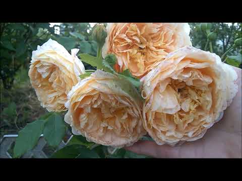 Видео: РОЗЫ ПЕРВОГОДКИ ИЗ ПИТОМНИКА КУСТЫ РОЗ.