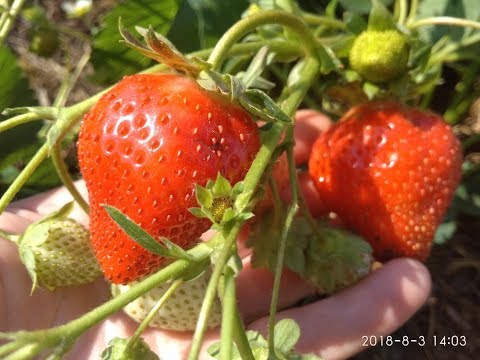 Видео: Мурано ремонтантный сорт. Неприхотливый, вкусный, урожайный итальянец