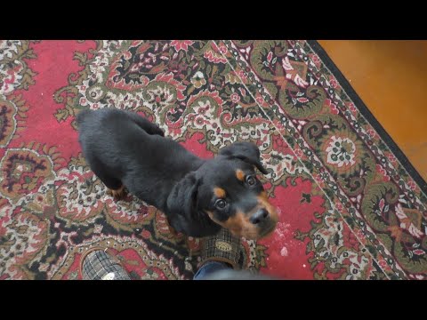 Видео: Щенок кусает руки. Как играя с щенком стать для него важаком. Ответ
