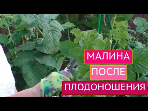 Видео: УХАЖИВАЕМ ЗА МАЛИНОЙ ПОСЛЕ ПЛОДОНОШЕНИЯ ПРАВИЛЬНО!