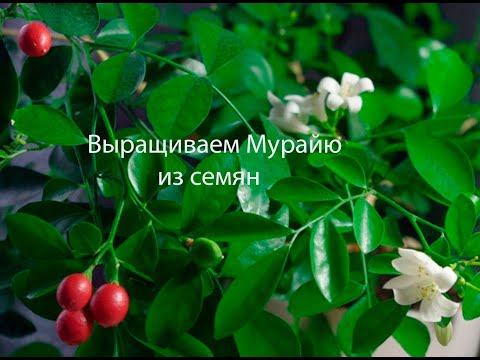 Видео: Выращиваем Мурайю из семян