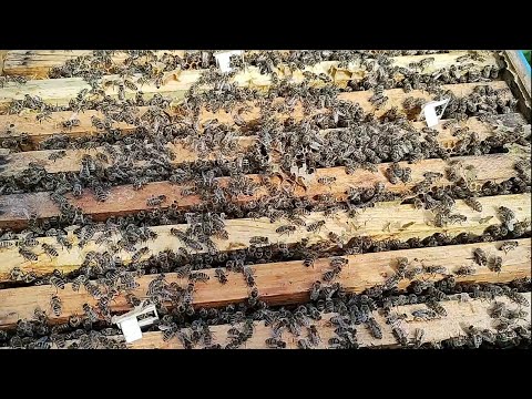 Видео: Розвиток сімей, допомога бджолярам переселенцям