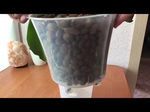 Видео: Корни в керамзите растут как бешеные! Результат через 1,5 месяца после посадки