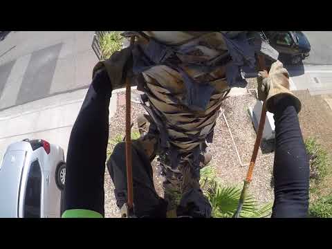 Видео: Советы и рекомендации по взбиранию на высокую пальму и ее обрезке