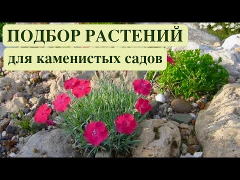 Видео: РАСТЕНИЯ ДЛЯ РОКАРИЯ И АЛЬПИНАРИЯ. ЧАСТЬ 1.