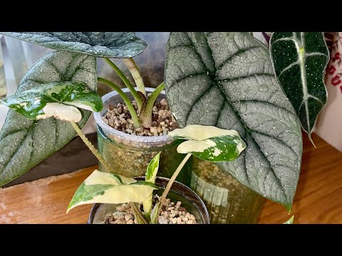 Видео: 🔥Пересадка АЛОКАЗИЙ в лечузу. #алоказия #садоводничество #хобби #пересадка #цветы
