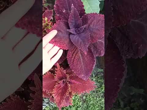 Видео: Маленькая клумба и очень красивая 😁