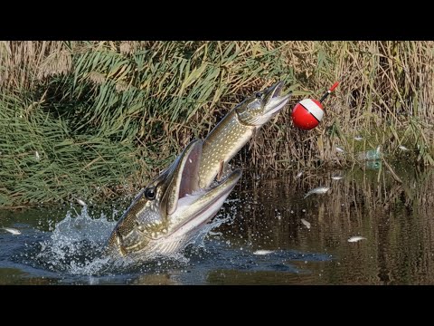 Видео: ЭТИМ СПОСОБОМ ВСЕГДА ЛОВИМ ЩУКУ ОСЕНЬЮ!
