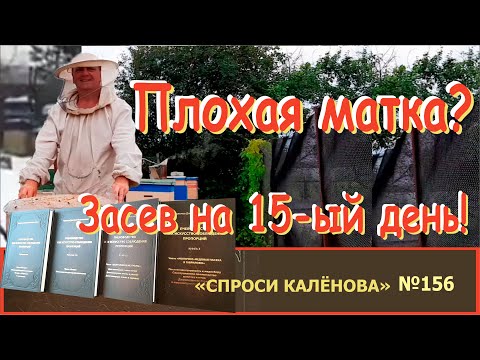 Видео: Почему Матка то Начинает Сеять сразу, то на 5 - 15-ый День После Подсадки? "Спроси Калёнова"- № 156.