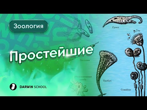 Видео: Тема №10: Простейшие