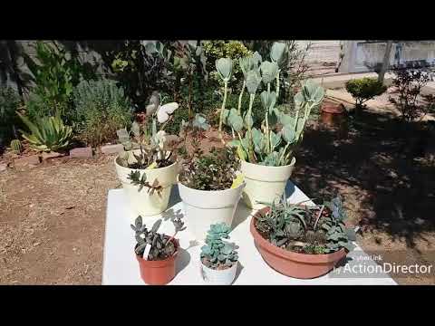 Видео: Мои Каланхоэ-Kalanchoe🌿часть#2.