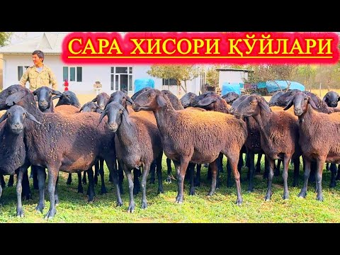 Видео: ТО ХИСОРИ БОҚМАЙСИЗ, ЯХШИ ҚЎЙНИ БИЛМАЙСИЗ.#асрордонаев 
