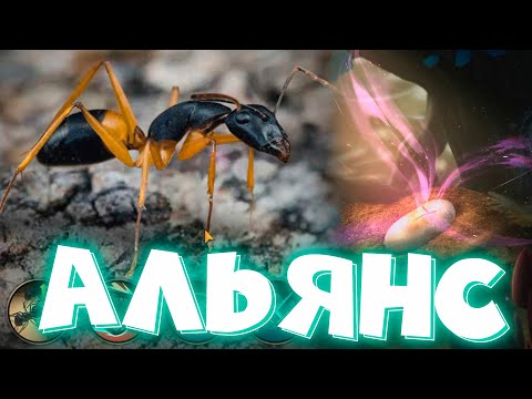 Видео: The Ants: Underground Kingdom вступил в АЛЬЯНС ! Вылупляю яйца муравьев.