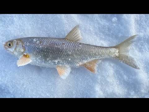 Видео: ЛОВЛЯ НА МОРМЫШКУ ЗИМОЙ. ТРЕНИРОВКА