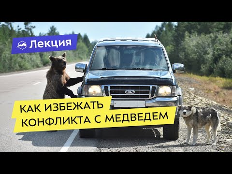 Видео: Медведь против человека/человек против медведя