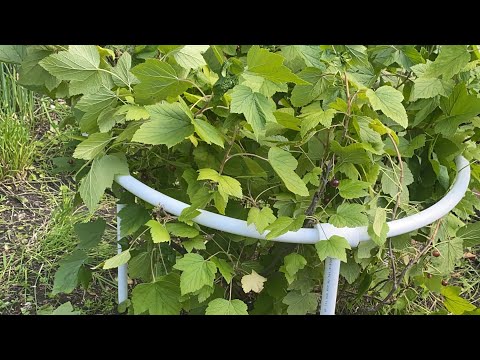 Видео: Опора для смородины и других кустов