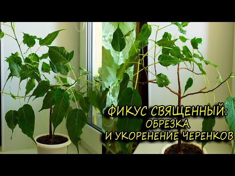 Видео: Фикус священный: обрезка и укоренение черенков. [Надежда и мир]