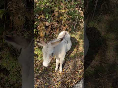 Видео: Я очень хотел туда пойти. Часть 3