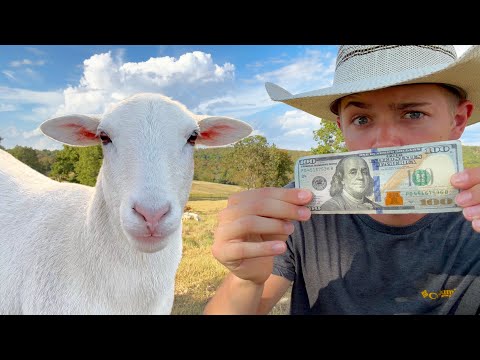 Видео: ЛУЧШИЙ способ продать овец