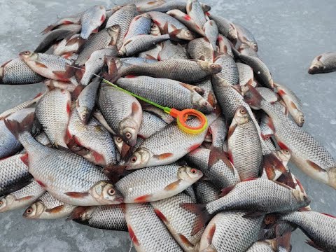 Видео: Крупная плотва зимой на крашеное сало и опарыш с мотылем! Лааксара, Эстония.