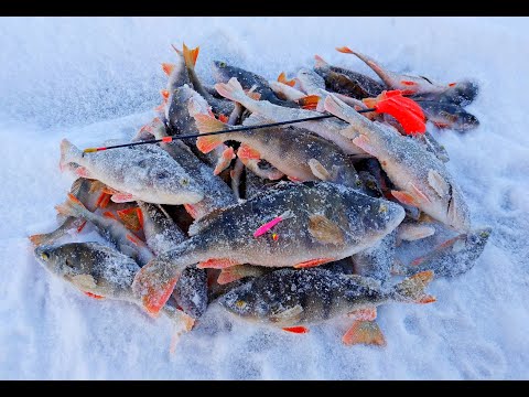Видео: ПОЧЕМУ НА ЭТОТ БАЛАНСИР Я НЕ ЛОВИЛ РАНЬШЕ!!! Ловля окуня на балансир