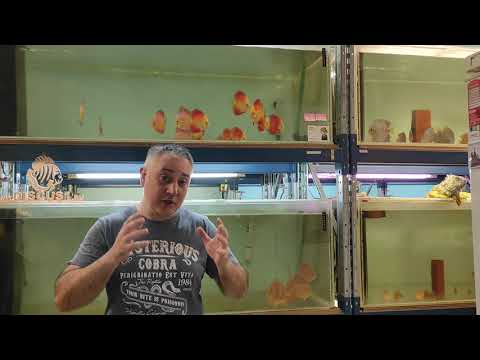 Видео: Бактериальные инфекции у дискусов . Симптоматика и общее понимание проблемы . Питомник Дискус1