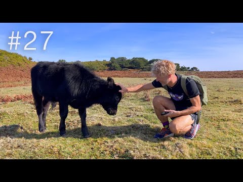 Видео: Купим здесь дом и корову заведём | МИСТИЧЕСКИЙ ЛЕС | Реликтовые лавровые леса Мадейры