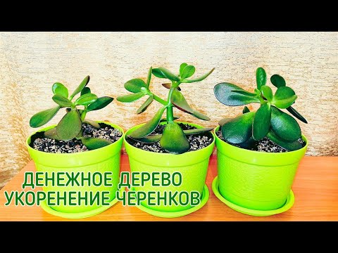 Видео: Денежное дерево. Толстянка. Укоренение черенков.