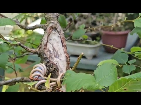 Видео: Вяз шершавый на пути к бонсай, летняя обрезка #бонсай