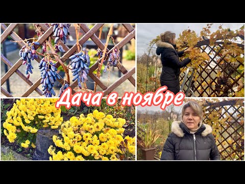 Видео: Обрезка и Формирование Винограда  / Сажаю Тюльпаны / Дача в Ноябре 