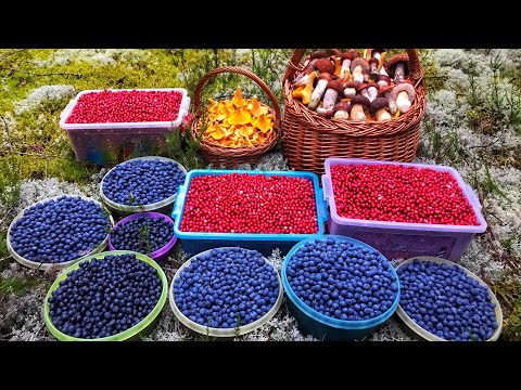 Видео: СЛАБОНЕРВНЫМ НЕ СМОТРЕТЬ! СУМАСШЕДШИЙ СБОР БОРОВИКОВ ЯГОД! БЕЛЫЕ ГРИБЫ 2020 ПЕРВАЯ БРУСНИКА ЛИСИЧКИ