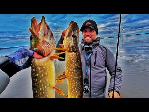 Видео: ОСІННІЙ ЖОР ЩУКИ! Ловля Щуки та Судака на Спінінг в Листопаді