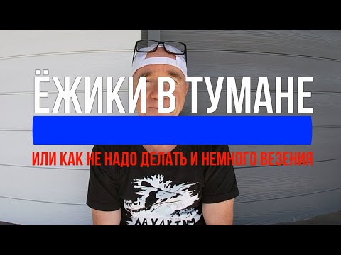 Видео: Ёжики в тумане