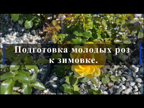 Видео: Подготовка молодых роз к зимовке. Питомник растений Е. Иващенко