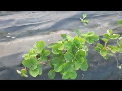 Видео: О моих летних сортах