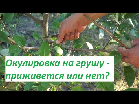 Видео: Многосортовая груша  - летняя окулировка на дерево