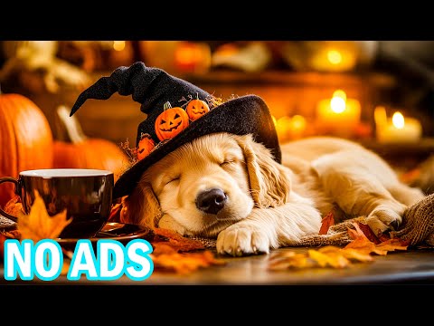 Видео: 12 часов космической лечебной музыки для собак🐶🐾Энергия окружающей среды для комфорта и эмоционально