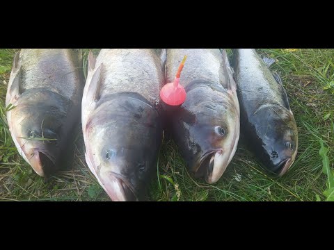 Видео: Трофеи рвут подсак.  Рыбалка на толстолоба и белого амура летов в жару!