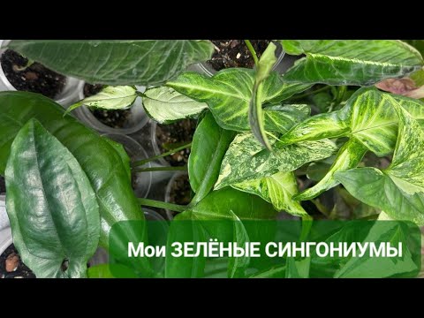 Видео: Обзор моих ЗЕЛЁНЫХ СИНГОНИУМОВ на скорую руку 🌿