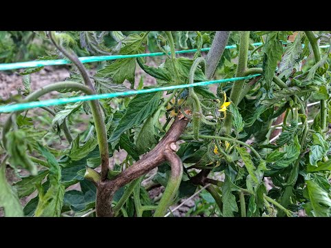 Видео: Початок Фітофторозу в помідорах на Поліссі.Як врятувати Врожай?Перша хвиля